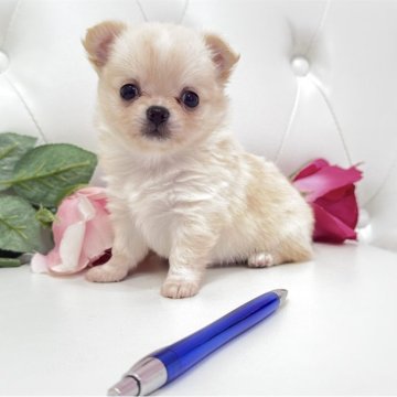 チワワ(ロング)【埼玉県・男の子・2025年9月29日・クリーム&ホワイト】の写真「めちゃくちゃ可愛いチワワくん♡」