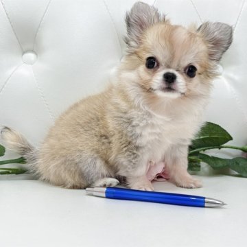 チワワ(ロング)【埼玉県・女の子・2025年8月17日・セーブル&ホワイト】の写真「めちゃくちゃ可愛いチワワちゃん♡両親遺伝子◎🧬」