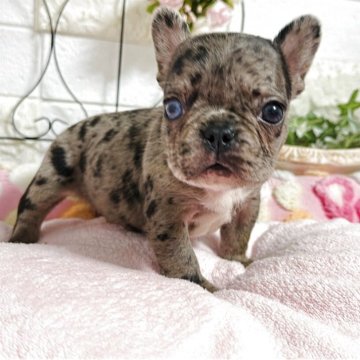 フレンチブルドッグ【埼玉県・男の子・2025年11月11日・フォーンブラックタン】の写真「珍しいオッドアイの小ぶりの可愛い男の子くん」