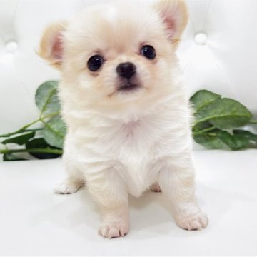 チワワ(ロング)【埼玉県・男の子・2025年9月29日・クリーム&ホワイト】の写真「めちゃくちゃ可愛いチワワくん♡」