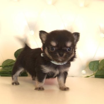 チワワ(ロング)【埼玉県・女の子・2025年2月8日・ブラックタンアンドホワイト】の写真「小粒の可愛いアップルヘッド🍎両親遺伝子クリア🧬」