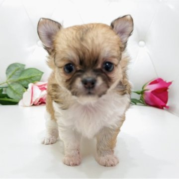 チワワ(ロング)【埼玉県・女の子・2025年9月29日・レッドアンドホワイト】の写真「極小なめちゃくちゃ可愛いチワワちゃん♡」