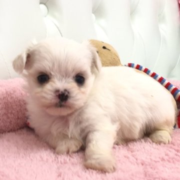 ミックス(チワワ×ビションフリーゼ)【埼玉県・女の子・2024年11月26日・ホワイトクリーム】の写真「ふわふわモコモコの可愛いビショチワちゃん🩷」