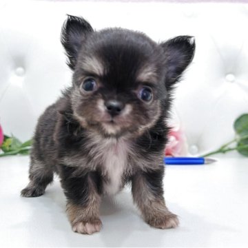 チワワ(ロング)【埼玉県・男の子・2025年9月29日・ブラックタンアンドホワイト】の写真「極小なめちゃくちゃ可愛いチワワちゃん♡」