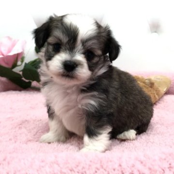 ミックス(チワワ×ビションフリーゼ)【埼玉県・男の子・2024年11月26日・セーブルアンドホワイト】の写真「お目目ぱっちり可愛いビショチワくん🩷」