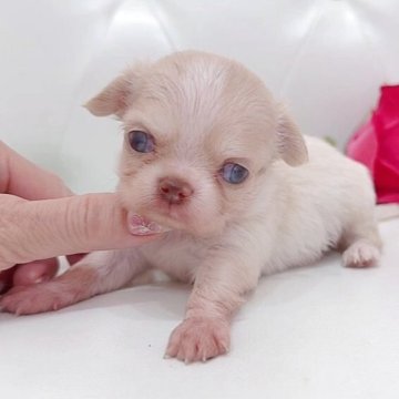 チワワ(ロング)【埼玉県・男の子・2025年8月5日・クリームアンドホワイト】の写真「極小サイズめちゃくちゃ可愛いチワワちゃん❤︎」