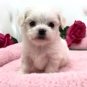 ミックス(チワワ×ビションフリーゼ)【埼玉県・男の子・2024年11月26日・ホワイトクリーム】の写真「ふわふわモコモコの可愛いビショチワくん💕」