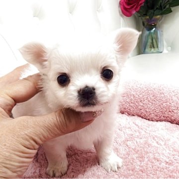 チワワ(ロング)【埼玉県・女の子・2025年10月30日・クリームアンドホワイト】の写真「めちゃくちゃチビチビ可愛い子両親遺伝子クリア🧬」