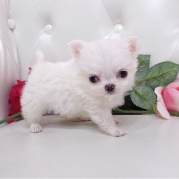 チワワ(ロング)【埼玉県・女の子・2025年10月30日・クリームアンドホワイト】の写真「めちゃくちゃチビチビ可愛い子両親遺伝子クリア🧬」