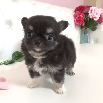 チワワ(ロング)【埼玉県・男の子・2025年2月8日・チョコタンアンドホワイト (ダークチョコタン)】の写真「4/8午前販売終了です‼️両親遺伝子クリア🧬」