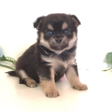 ミックス(豆柴×チワワ)【埼玉県・男の子・2025年2月6日・黒(ブラックタン)】の写真「両親の良いところ取りの可愛い豆チワくん🩷」