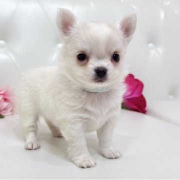 チワワ(ロング)【埼玉県・男の子・2025年10月30日・クリームアンドホワイト】の写真「めちゃくちゃ可愛いクリームくん両親遺伝子クリア🧬」