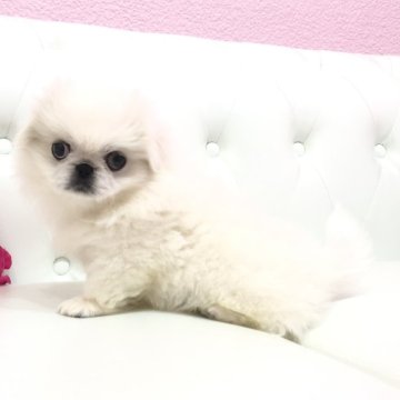 ペキニーズ【埼玉県・女の子・2024年9月21日・ホワイト】の写真「鼻ペチャのめっちゃ可愛い元気な姫❤︎両親遺伝子◎」