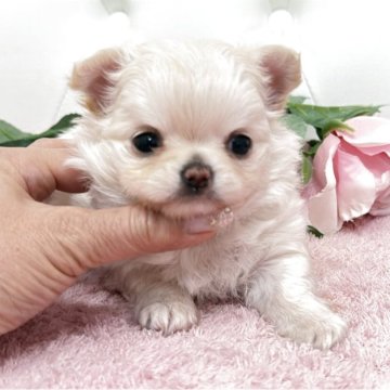 チワワ(ロング)【埼玉県・女の子・2025年10月25日・クリームアンドホワイト】の写真「ムチムチボディふさふさ可愛い子パパ遺伝子クリア🧬」