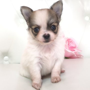 チワワ(ロング)【埼玉県・女の子・2025年2月10日・ホワイトアンドレッド】の写真「ムチムチボディ可愛い子💕両親遺伝子クリア🧬」