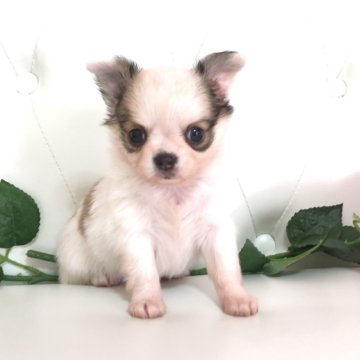 チワワ(ロング)【埼玉県・男の子・2025年2月10日・ホワイトレッド】の写真「販売終了・見学4/15迄です‼️お早めに〜♪」