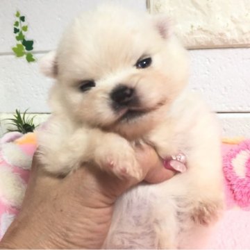 ポメラニアン【埼玉県・男の子・2025年5月30日・ホワイト】の写真「まんまるフェイスが自慢の男の子くん❤︎」