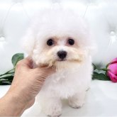 ビションフリーゼ