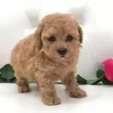 タイニープードル