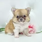 チワワ(ロング)