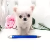 チワワ(ロング)