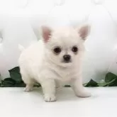 チワワ(ロング)
