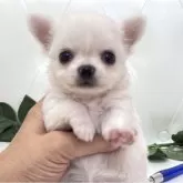 チワワ(ロング)