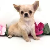 チワワ(ロング)