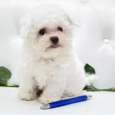 ビションフリーゼ