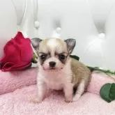 チワワ(ロング)