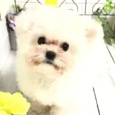 ビションフリーゼ