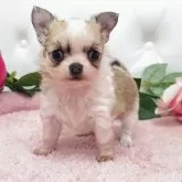 チワワ(ロング)