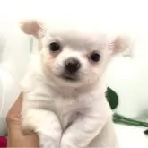 チワワ(ロング)