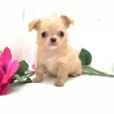 チワワ(ロング)