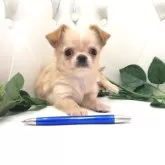 チワワ(ロング)