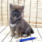 豆柴