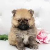 ポメラニアン