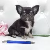 チワワ(ロング)