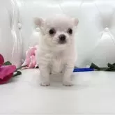 チワワ(ロング)