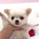 チワワ(ロング)