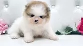 ポメラニアン【埼玉県・男の子・2025年5月12日・パーティ】の写真4
