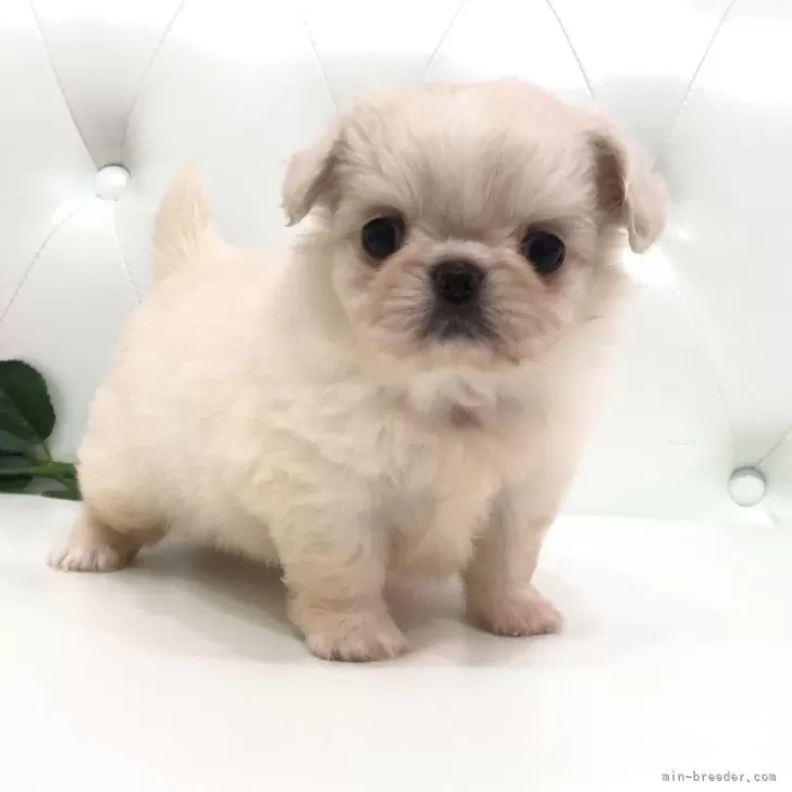 ID:2408-07045の子犬