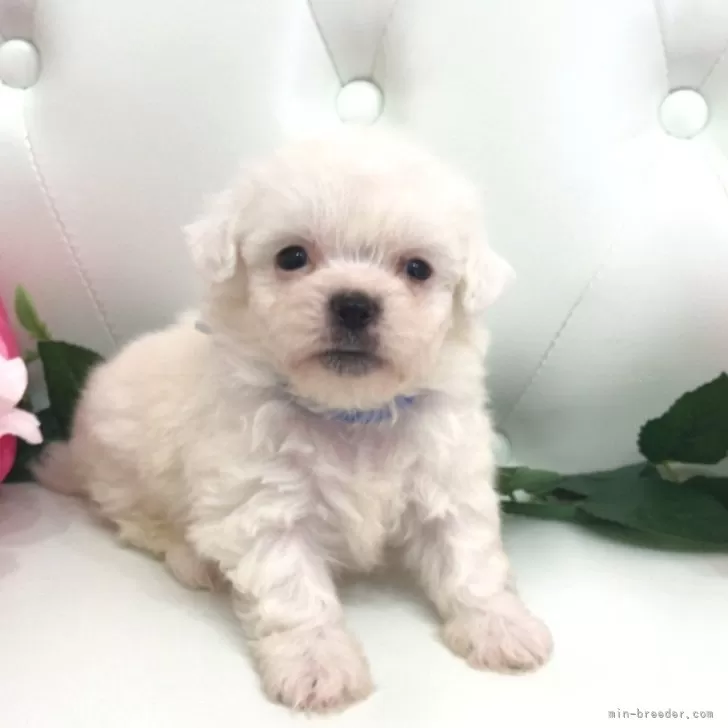 ID：2405-00663の子犬