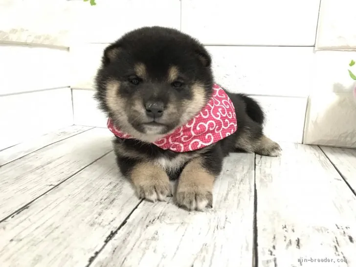 ID:2104-00926の子犬