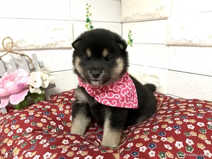 ID：2104-00928の子犬