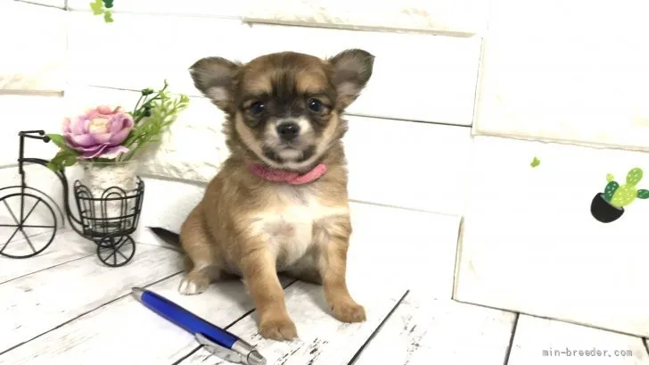 ID：2112-04249の子犬