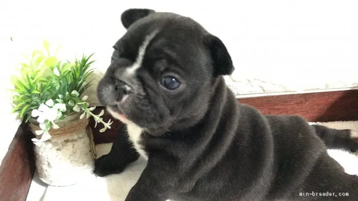 ID：2005-00802の子犬