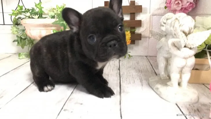 ID：2104-01858の子犬