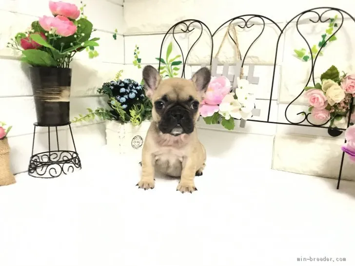 ID:2008-02053の子犬