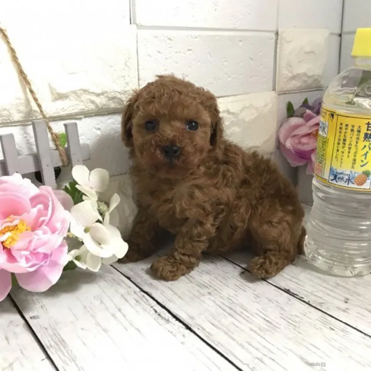 ID：2205-00688の子犬